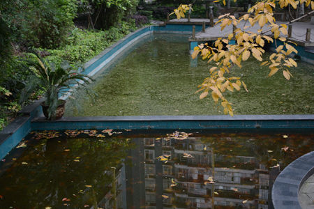 广电花园小区水池积满落叶
