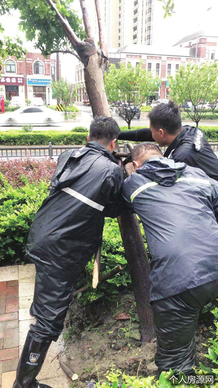 昆山物业公司人员抗台风加固树木