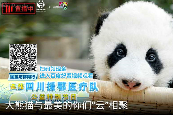 直播：新生熊猫宝宝齐亮相视频截图