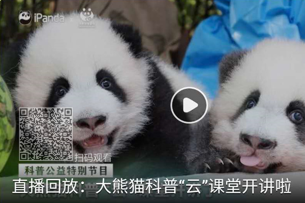 直播：“亿级流量”网红熊猫亮相视频截图
